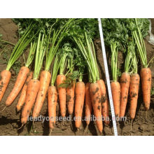CA03 Hongguan à maturité chinoise hybride graines de carotte pour la plantation